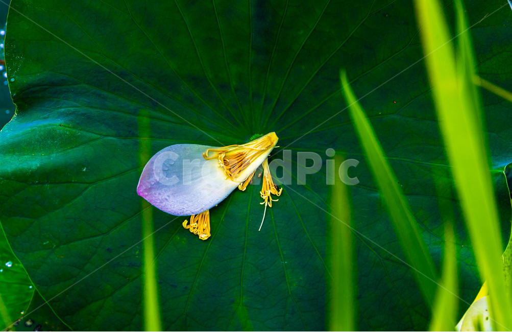 연잎,습지,꽃잎,문양,무늬,낙화,식물,자연,plants,nature,꽃,flower