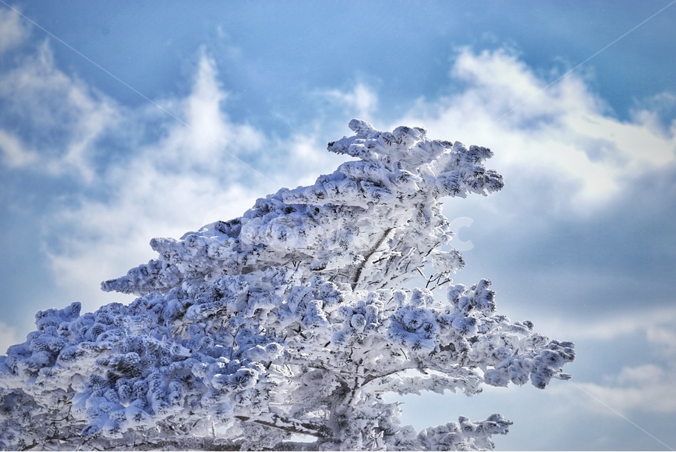 겨울,눈,풍경,자연,용,덕유산,산,나무,겨울,계절,winter,season,식물,자연,plants,nature,나무,trees,wood