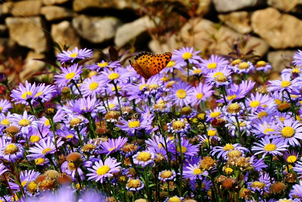 가을,국화,소국,보라색,나비,곤충,꽃,풍경,식물,자연,plants,nature,꽃,flower,동물,animal,곤충,벌레,insect,bug