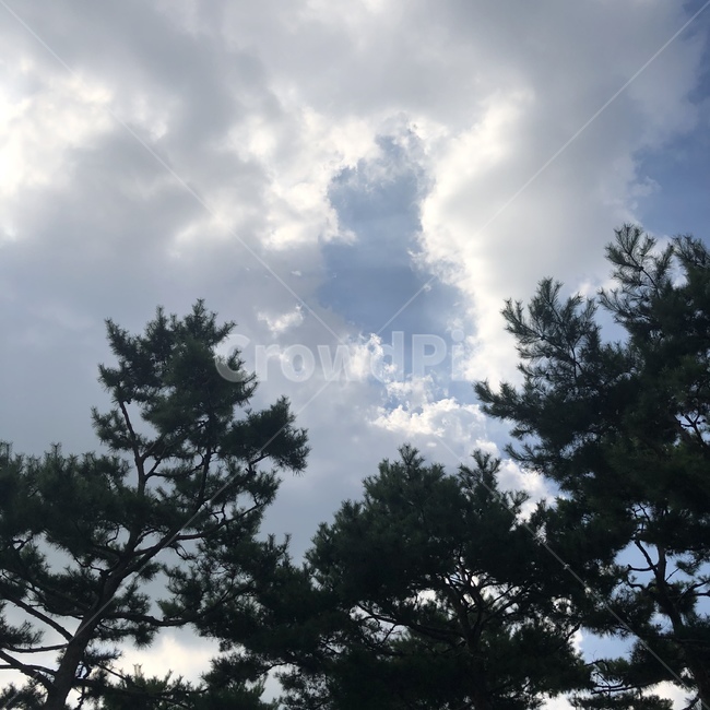 하늘,구름,나무,자연,풍경,맑음,맑은하늘