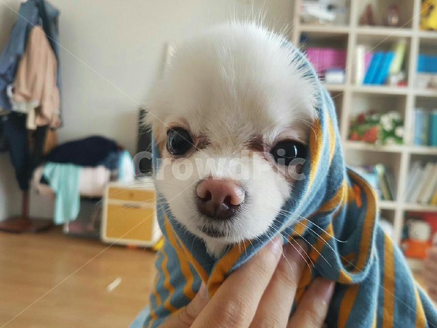 강아지,귀여운강아지,애완견,애완동물,dog