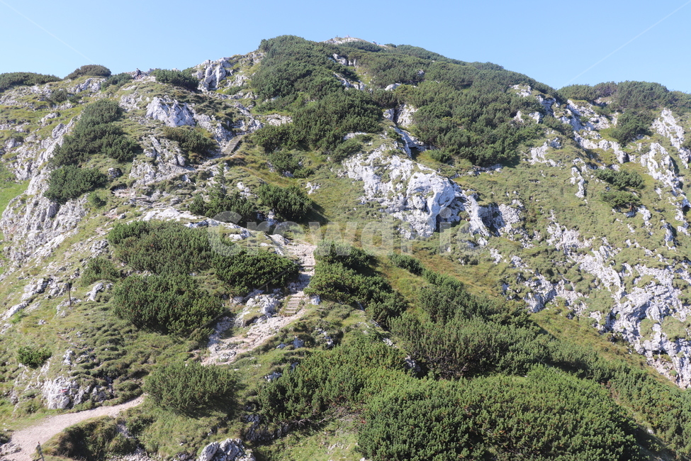 오스트리아,운터베르크,운터스베르크,동유럽,유럽,산,자연,풍경,nature,landscape,slope,경사,plant,식물,tree,나무,outdoors,옥외,wilderness,황야