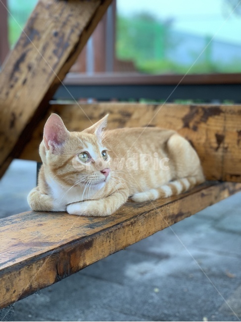 cheescat,Cheese cat,stray cat,cat,mackerel tabby,animal,cheese color,mackereltabby