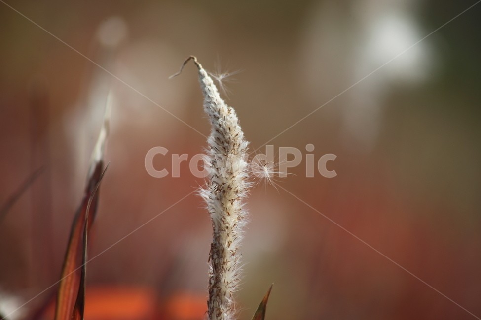 씨앗,종자,번식,식물,seed,식물,자연,plants,nature