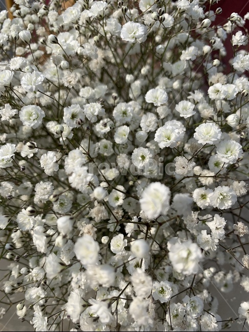 안개꽃,꽃,flower,꽃다발,졸업식꽃