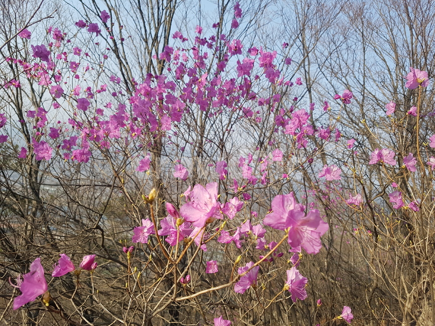 plant,식물,진달래,봄꽃,자연,식물,자연,plants,nature,꽃,flower