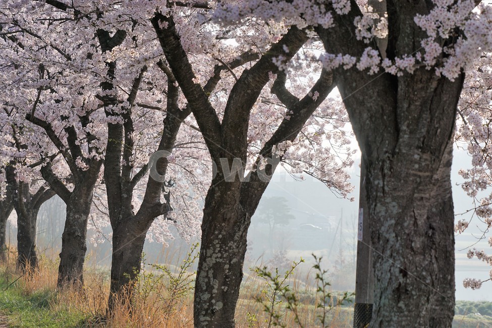 꽃,벚꽃,벚나무,봄,나무,자연,식물,초록색,nature,trees,spring,계절,흰색,flower,감성사진,sakura,season,green,가로수,봄,계절,spring,season,식물,자연,plants,nature,꽃,flower,plant,tree trunk,나무 줄기,tree