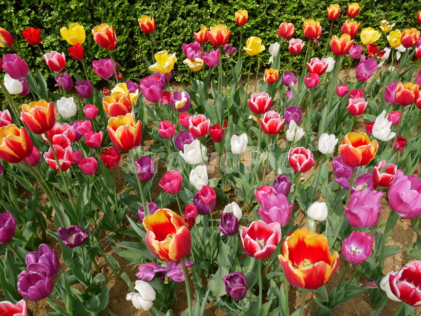 튤립,봄,꽃,tulip,flower,꽃밭