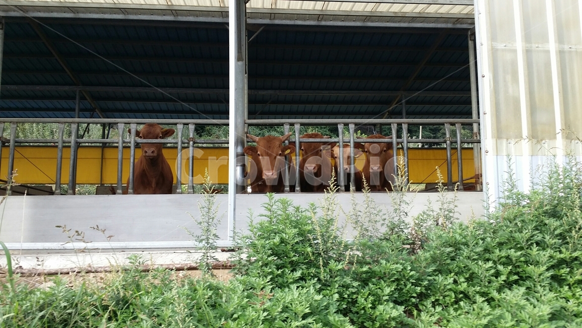 가축,소,cow,동물,자연,식물,시골