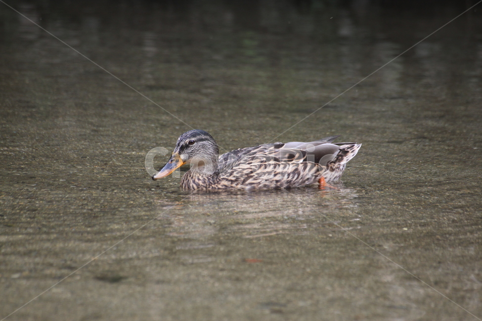 waterfowl,bird,새,animal,동물,청둥오리,물새,오리,duck,mallard,동물,animal,조류,새,birds