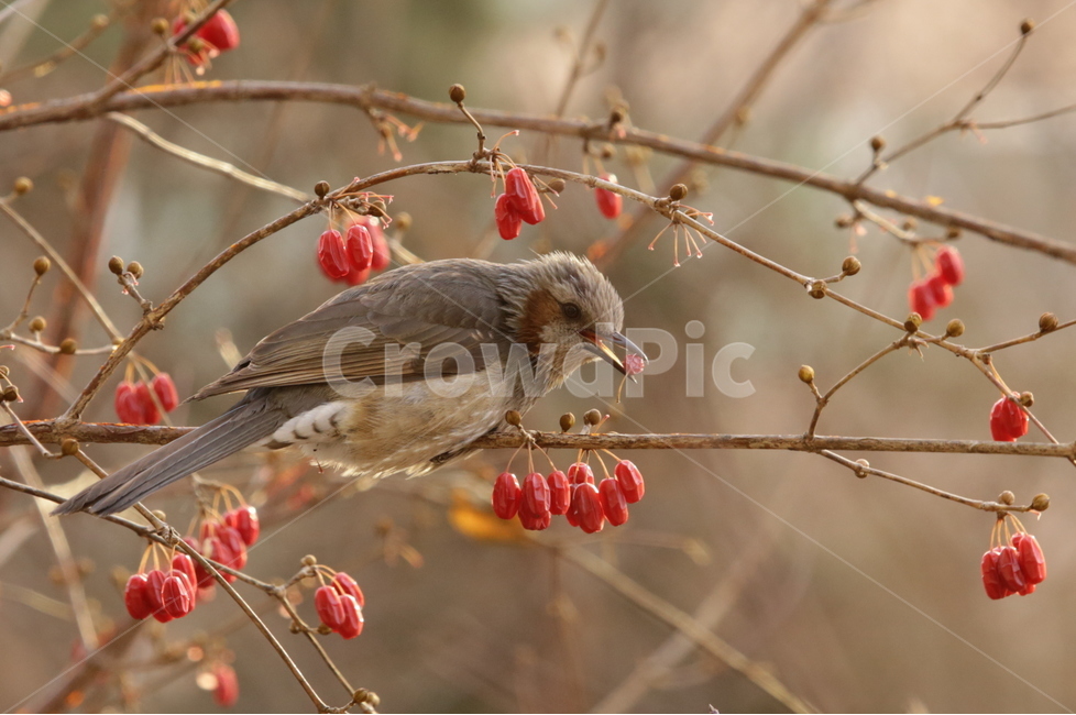 봄,직박구리,텃새,새,bird,spring,식물,자연,plants,nature,동물,animal,조류,새,birds,과일,열매,fruit,색깔,색상,색채,색감,color sense,color sensitivity,feeling of color