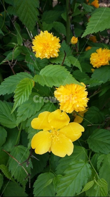 plant,식물,flower,꽃,풀꽃,노랑꽃,노란꽃,금잔화,메리골드,들꽃