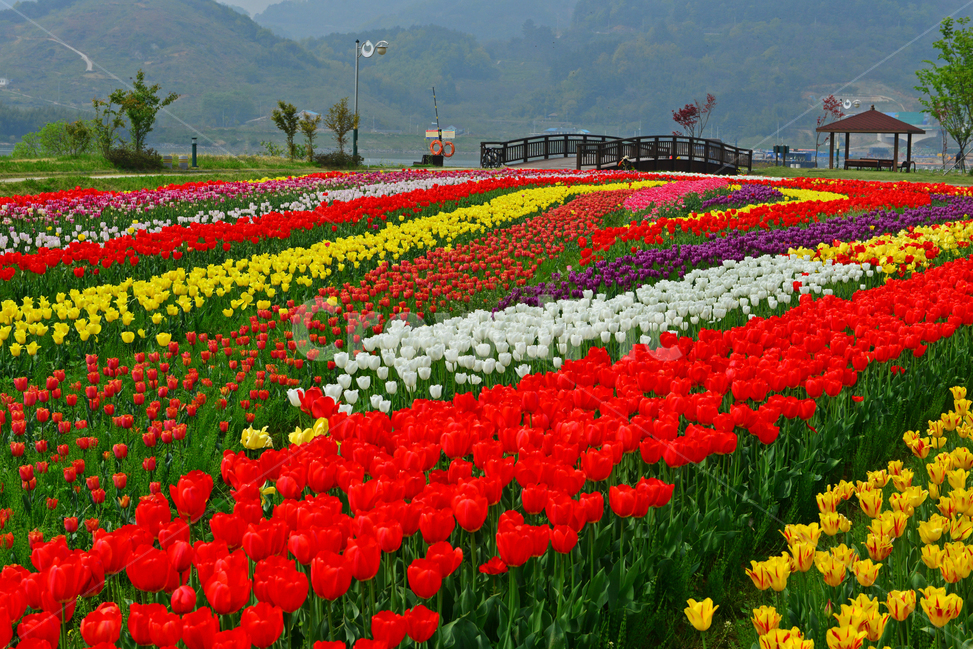 plant,식물,flower,blossom,꽃,tulip,튤립,경남,하동,튤립축제장,튤립툭제,하동튤립축제,둔치,강변둔치,섬진강변,식물,자연,plants,nature,꽃,flower