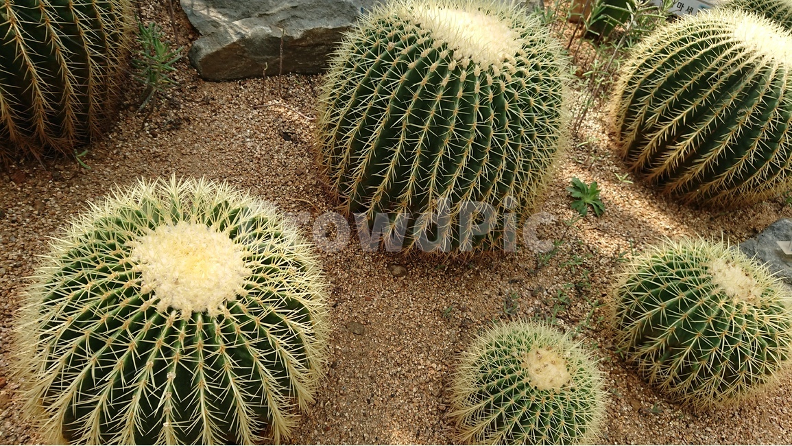 식물,나무,선인장,선인장꽃,녹색,green,자연,식물,자연,plants,nature