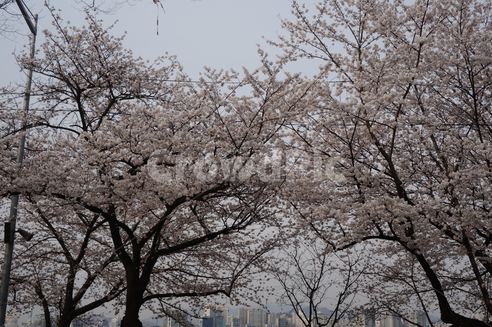 벚꽃,blossom,윤중로,여의도,벚꽃놀이,풍경