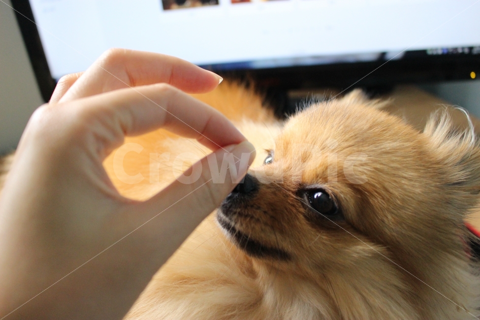 반려견,강아지,포메라니안,인물사진,동물,손,교감,사랑,가족,dog,pomeranian,personal,animal,hand,love,동물,animal,포유류,mammal,개,강아지,dog,doggy,사람,인물,인간,human,person,신체일부,몸,body,손,제스처,표시,손짓,표현,gesture,hand,sign,expression