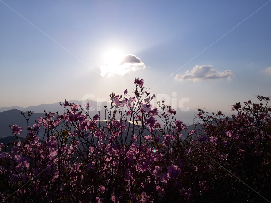 영취산,진달래,봄,산,풍경,꽃,식물,자연,plants,nature,꽃,flower