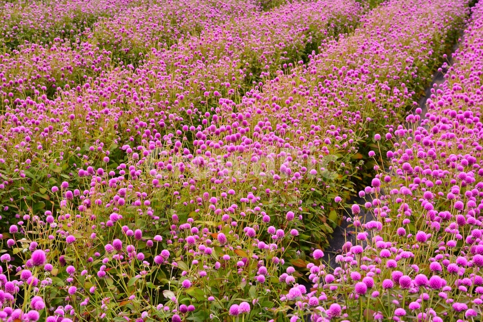 꽃,천일홍,가을꽃,아름다움,sns,ebook,가을이미지,빨강,분홍,흰색,flowers,plants,red,colorful,칼라풀,색상,가을,autumn,fall,garden,공원,배경,백그라운드,바탕화면,꽃밭,명소,가볼만한곳,관광,산책,구경,tour,나리공원,뷰티풀,beautiful,feeling,emotion,감성,필,분위기,느낌,park,야외,수많은,식물,풍경,자연,아름다운,꽃잔치,꽃물결,주말나들이,가든,천만송이,자연,풍경,nature,landscape,plant