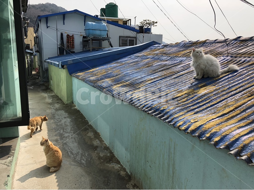 고양이,동물,길고양이,골목,지붕,길거리,3마리,냐옹이,골목길,alley,동물,animal,포유류,mammal,고양이,cat,kitten,kitty