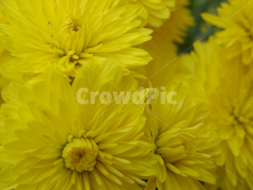 꽃,노란,봄,여름,힐링,식물,자연,plants,nature,꽃,flower