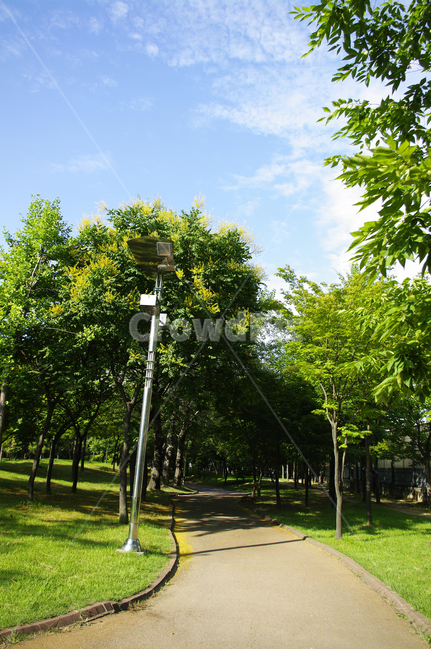 공원,나무,길,식물,신록,자연,풍경,nature,landscape,grass,잔디,plant,tree