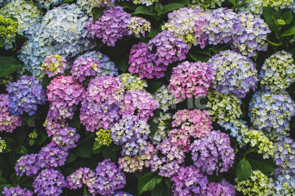 꽃,수국,파란색꽃,파란색,보라색,여름꽃,식물,자연,plants,nature,꽃,flower