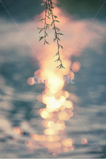 수양벚꽃,호수,자연,풍경,노을,봄,계절,spring,season,식물,자연,plants,nature,휴식,힐링,rest,relaxation,healing,색깔,색상,색채,색감,color sense,color sensitivity,feeling of color