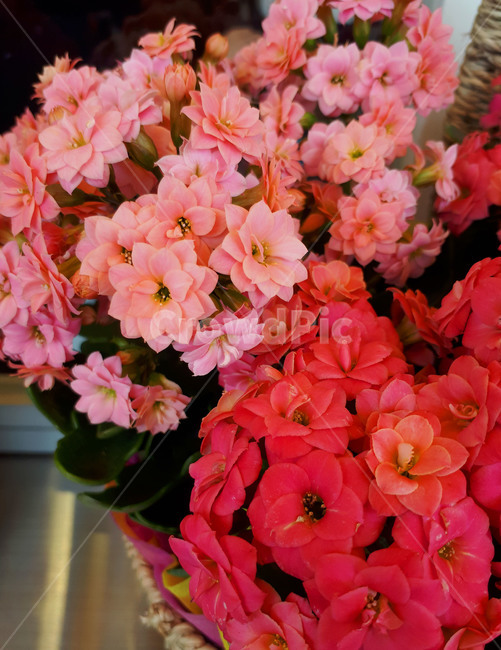 조화,꽃,봄,카페,화분,식물,자연,plants,nature,꽃,flower
