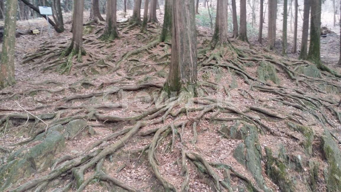 나무뿌리,석산나무뿌리,뿌리깊은나무,나무밑동,밑동