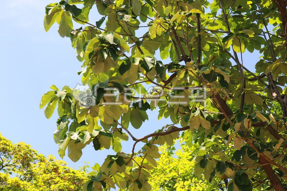 Tree,plant,magnolia,magnolia tree,Japanese magnolia,leaf,leaves,magnolia leaf,leaf,nature,deciduous tree,broadleaf tree,park tree,garden tree