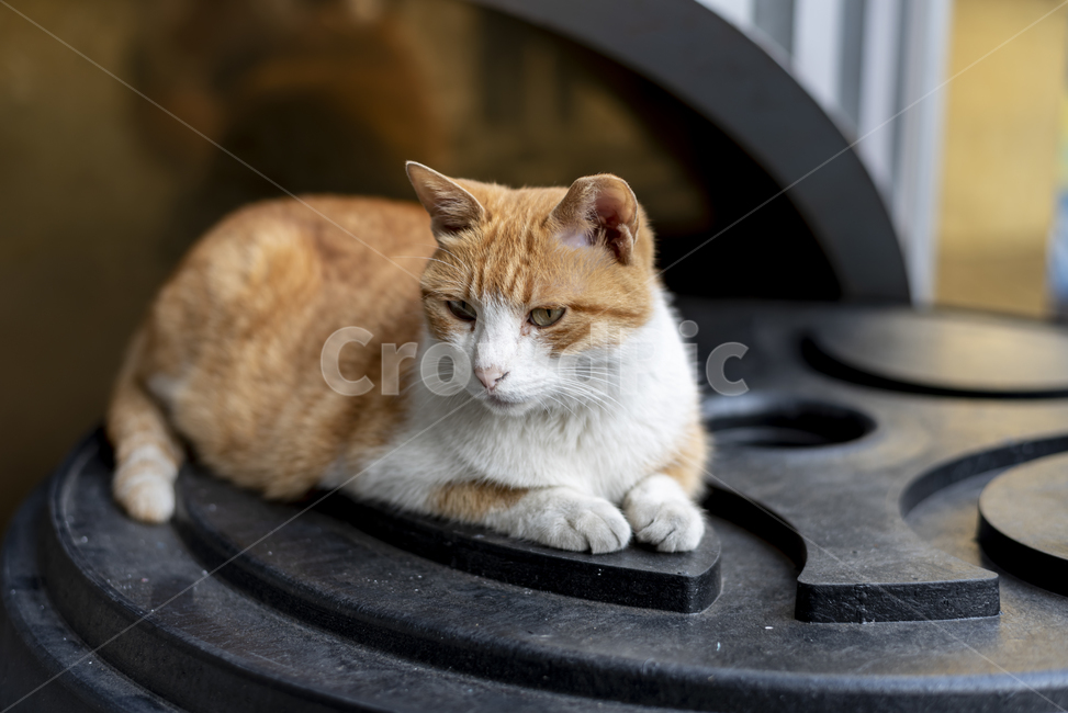 길고양이,고양이,앉다,표정,귀엽다,갈색,흰색,눈동자,야옹이,동물,animal,포유류,mammal,고양이,cat,kitten,kitty