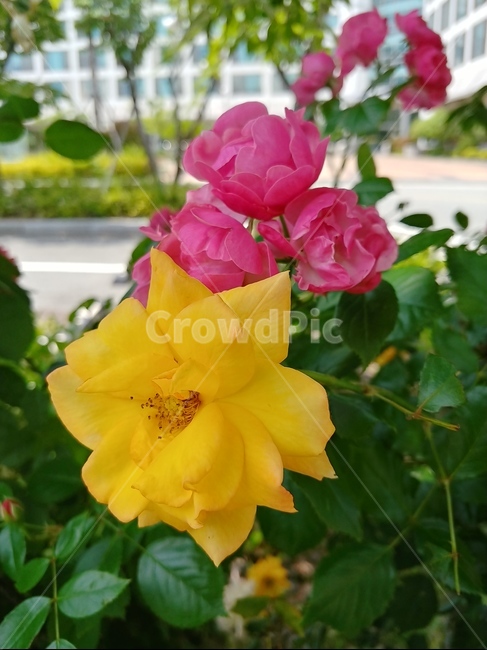 장미,rose,꽃,flower,노란장미,분홍장미
