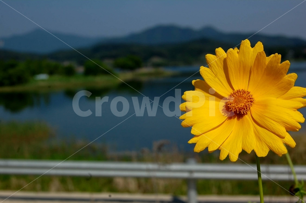 운길산역,물의정원,식물,꽃,금계국,식물,자연,plants,nature,꽃,flower