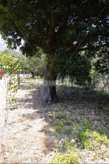 나무,식물,자연,plant,tree