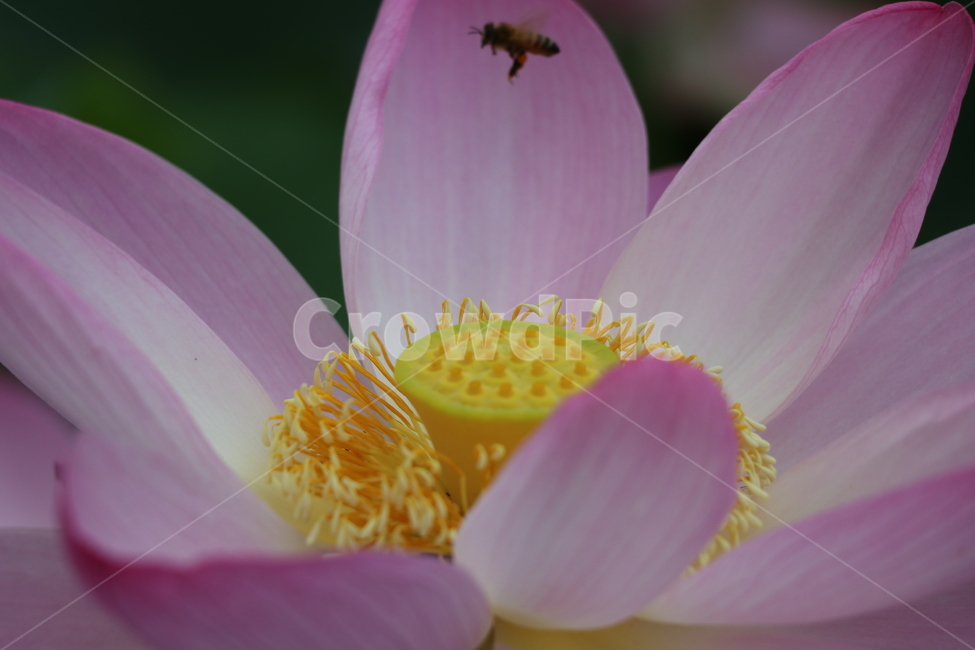 연꽃,벌,근접촬영,연밥,농업,식물,자연,꽃잎,식물,자연,plants,nature,꽃,flower,동물,animal,곤충,벌레,insect,bug