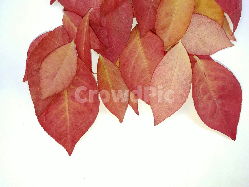 단풍잎,나뭇잎,가을,잎,낙엽,식물,autumn,leaf,leaves,maple,fall,plant,계절,season,가을,계절,fall,autumn,season,식물,자연,plants,nature