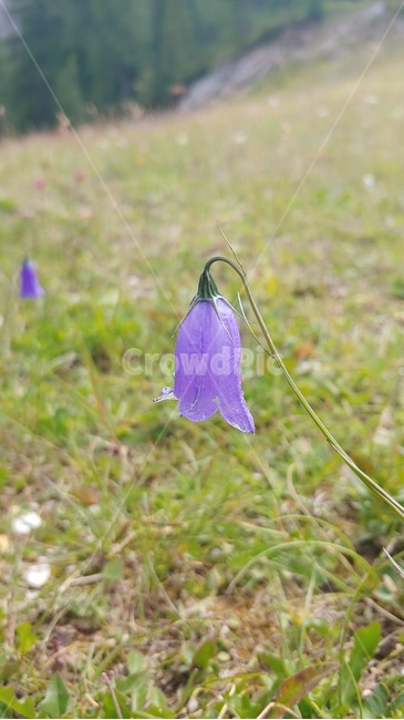 꽃,식물,flower,blossom,plant,들판,돌로미테,고산지역,산악지역,식물,자연,plants,nature,꽃,flower
