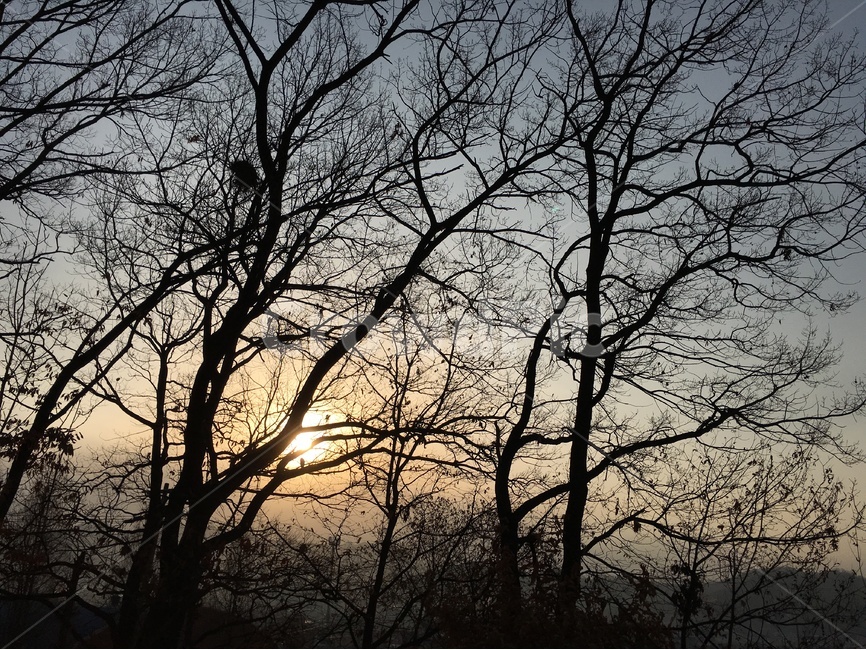 하늘,노을,자연,풍경,자연풍경,나무,식물,자연,plants,nature,나무,trees,wood,실루엣,그림자,silhouette,shadow