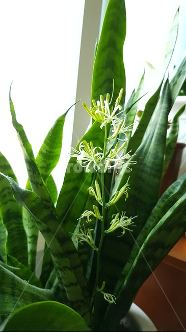 산세베리아꽃,산세베리아,공기정화식물,꽃,green,flower
