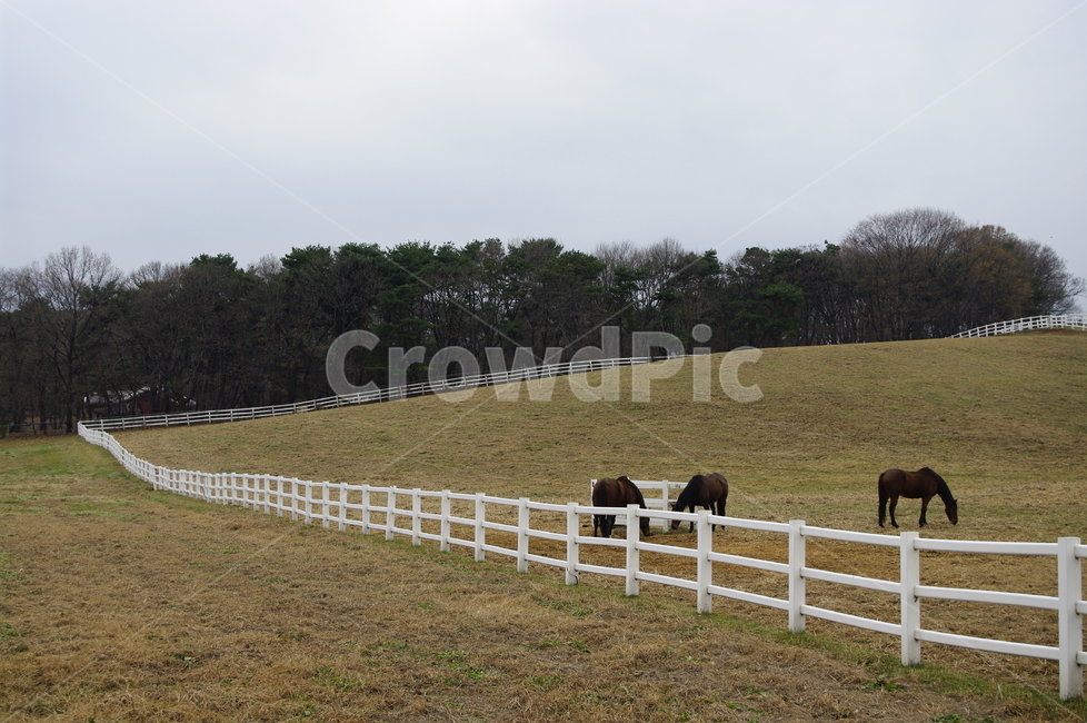 말,목장,종마,동물,울타리,동물,animal,포유류,mammal,산업,industry,industrial,목축업,목장,livestock farming,ranching,pasture