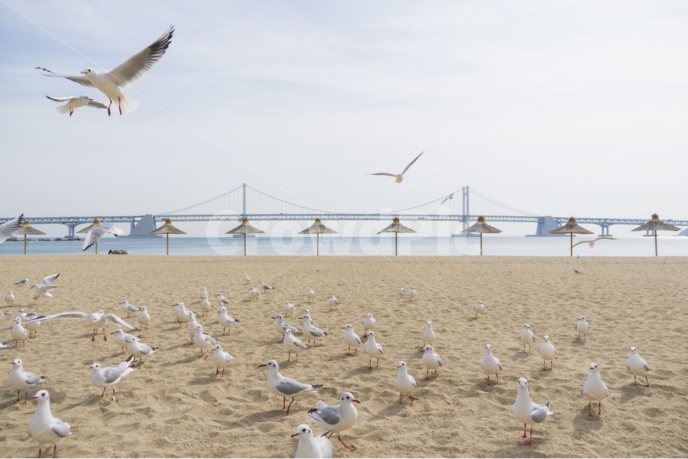 갈매기,새,광안리,조류,무리,해변,바다,beach,sea,랜드마크,landmark,tourist attraction,한국랜드마크,한국관광지,한국명소,korea landmark,korea tourist attraction,동물,animal,조류,새,birds