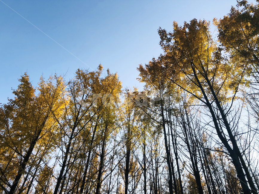tree,나무,은행나무,가을,풍경,plant,ginkgo