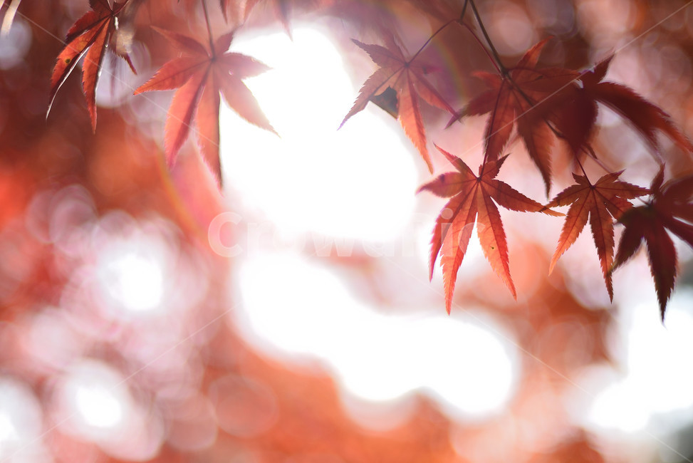 단풍,단풍잎,식물,단풍나무,가을,붉은,가을,계절,fall,autumn,season