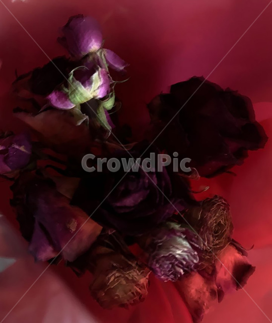 장미,꽃,빨강,향기,말린장미,꽃,flower