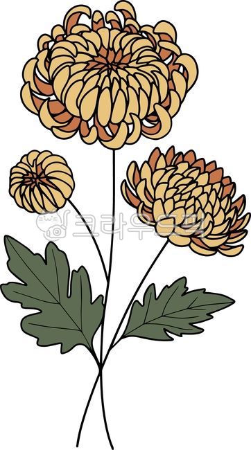 11월,국화,탄생화,꽃,꽃그림,꽃일러스트,그림,타투도안,문신,드로잉,타투디자인,타투,생일,플로랄디자인,꽃디자인,벡터,식물,라인,라인드로잉,라인아트,라인일러스트,선일러스트,선그림,식물그림,flower,plant,chrysanthemum