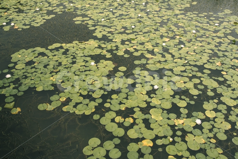 연잎,연꽃,연못,그린,자연,빛,가을,계절,계곡,식물,자연,plants,nature