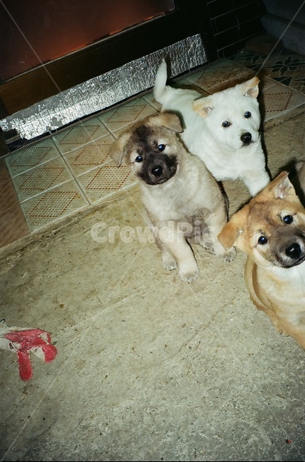 필름카메라,강아지,3마리,새끼강아지,멍한강아지,아기강아지,강아지새끼,댕댕이,멍멍이,동물,animal,포유류,mammal,개,강아지,dog,doggy