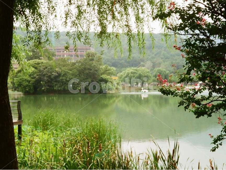 풍경,여름,수성못,대구,파릇파릇,녹색,초록색,landscape,summer,daegu,pond,green,film,35mm,풍경사진,감성,감성사진,필름사진,필름,필름카메라,푸름,오리배,필름감성,filmcamera,natural,nature,자연,자연,풍경,nature,landscape,water,물,outdoors,옥외,plant,식물