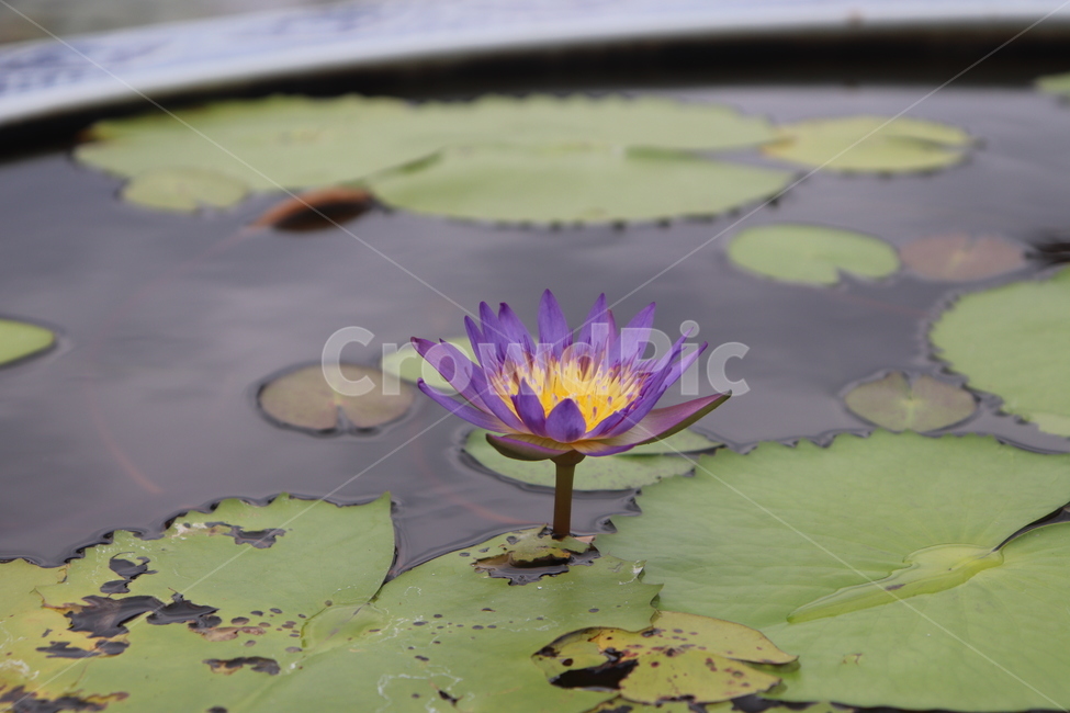 꽃,식물,자연,물,nature,flower