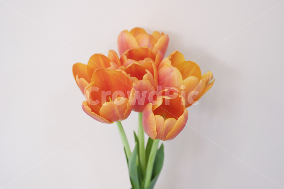 주황튤립,꽃,봄,봄꽃,튤립,튤립축제,식물,식물,자연,plants,nature,꽃,flower,실내용화초,화분,화초,house plant,색깔,색상,색채,색감,color sense,color sensitivity,feeling of color,인테리어,실내디자인,interior design